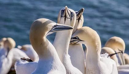 世界杯比赛直播地址-纵相俱乐部 | 美国冰球冬奥赢麻，气氛组长特朗普